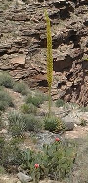 plants grand canyon May 2016